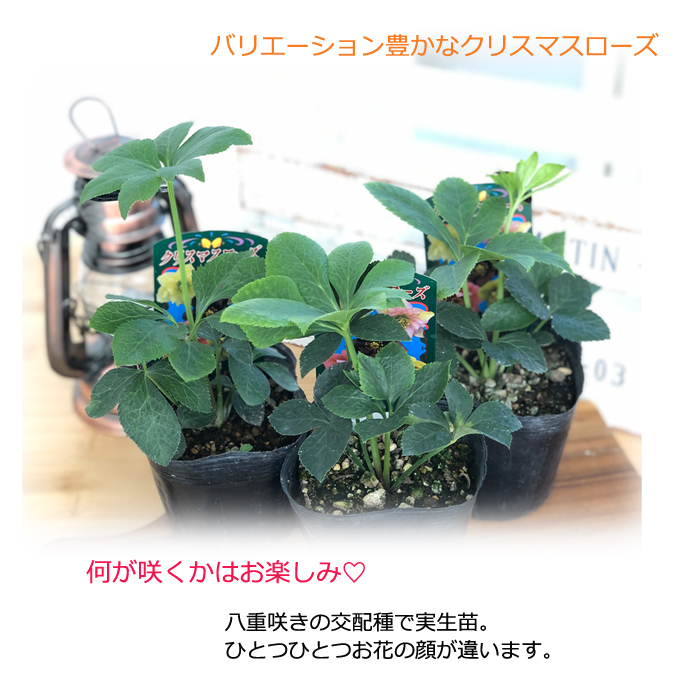 クリスマスローズ苗　クリスマスローズ　八重咲き　10ポット　おまとめ christmasrose20201019.jpg