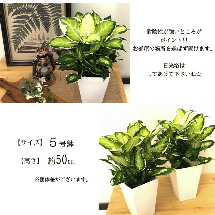 日本花キ流通 観葉植物 ディフェンバキア クールビューティー 5号鉢