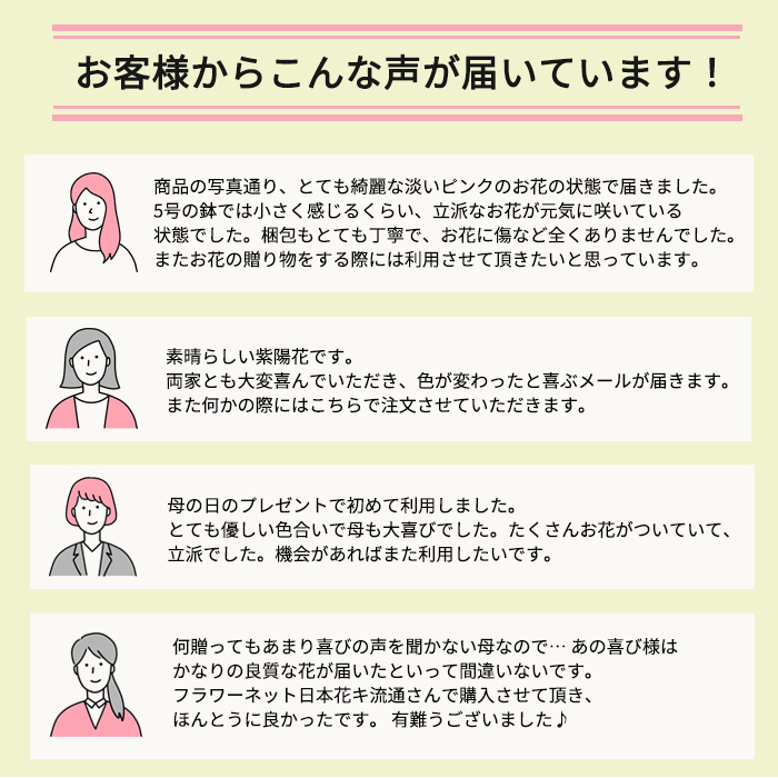 早割 母の日 プレゼント アジサイ コットンキャンディー 5号鉢 送料