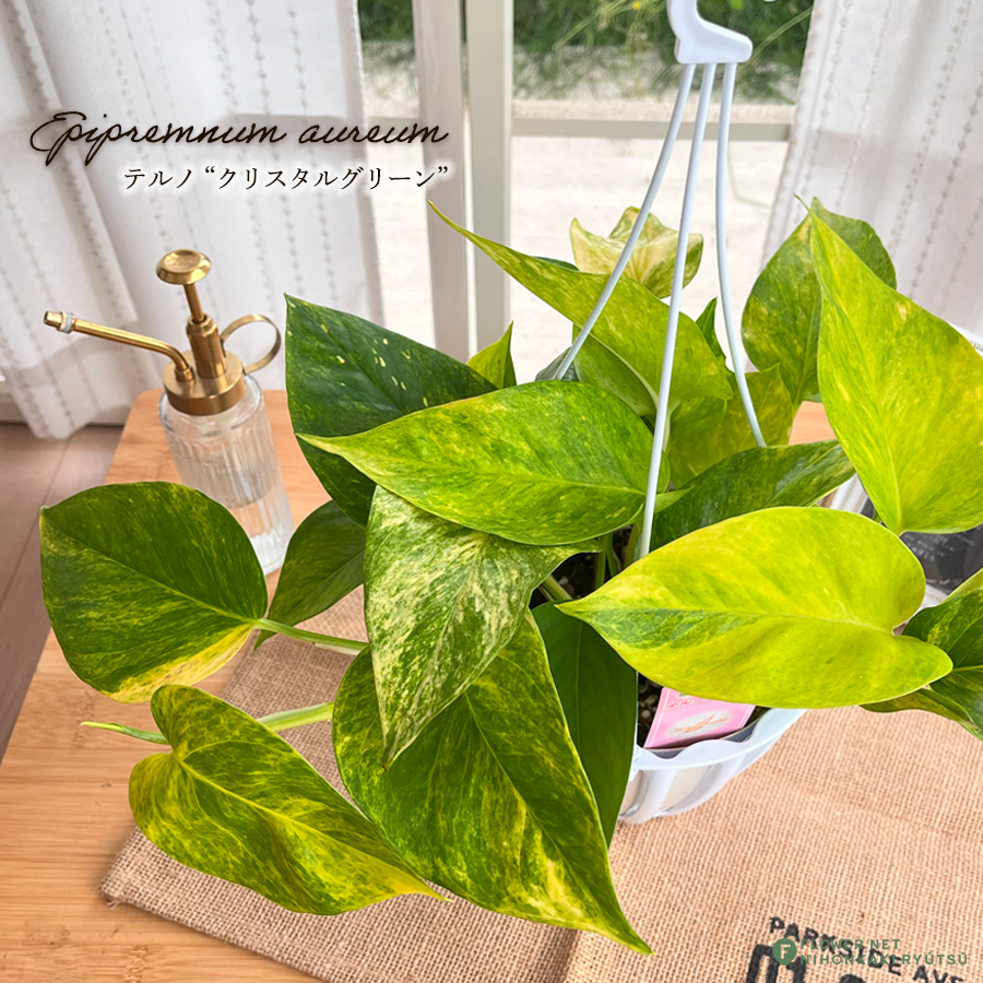 観葉植物 ポトス テルノ No.025 クリスタルグリーン 5号鉢 送料 観葉植物 ポトス テルノ No.025 クリスタルグリーン 5号鉢 送料