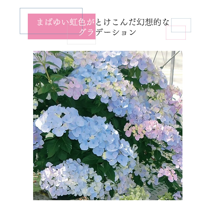 日本花キ流通 予約販売 アジサイ ラグランジア クリスタル