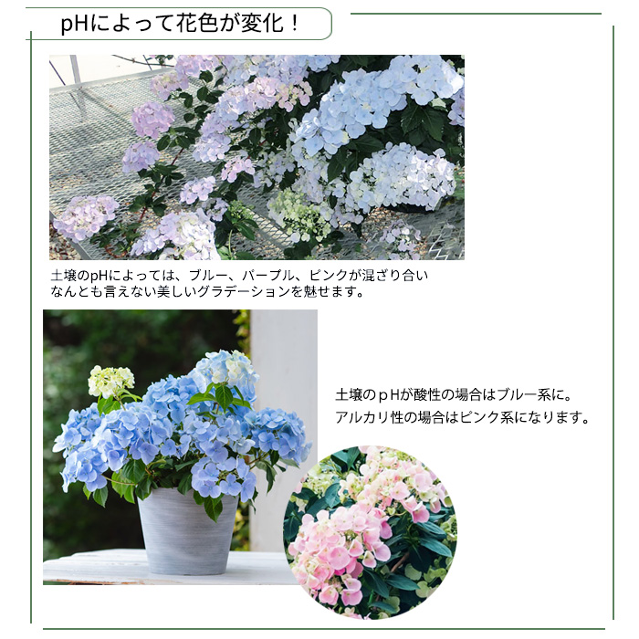 楽天市場】アジサイ 3．5号の通販