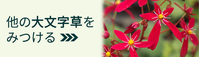 日本花キ流通 大文字草苗 歩夏 9cmポット ダイモンジソウ 山野草