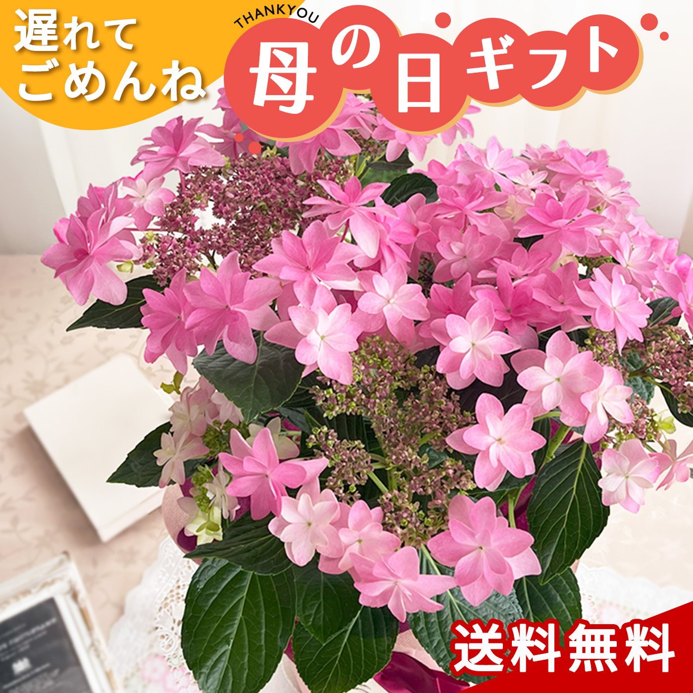 ＼遅れてごめんね／ 母の日 プレゼント アジサイ ダンスパーティー 5号鉢 送料無料 母の日ギフト 花 鉢植え あじさい 紫陽花