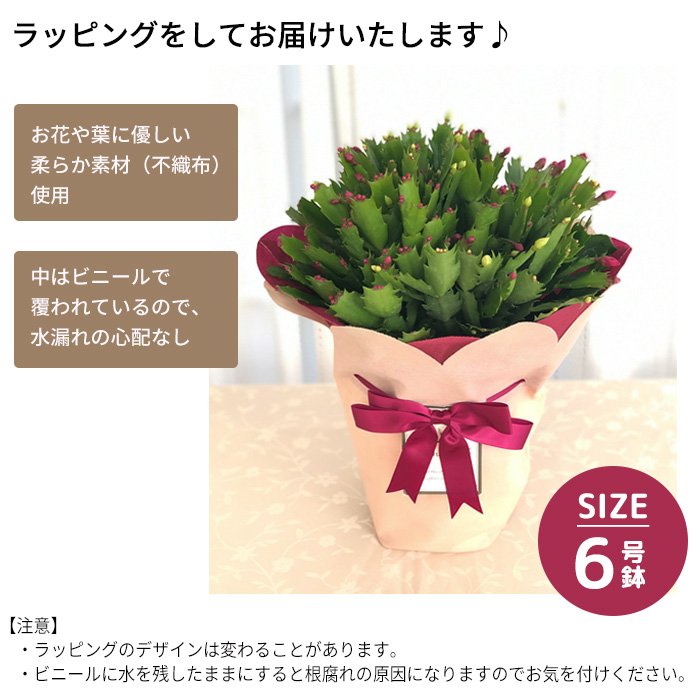 日本花キ流通 デンマークカクタス 紅白 6号鉢 送料無料 ラッピング付き