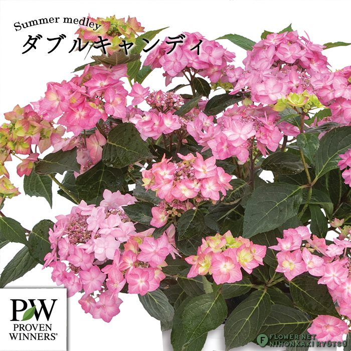 日本花キ流通 アジサイ サマーメドレー ダブルキャンディ 11cmポット