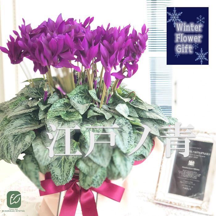 予約販売 極上シクラメン 江戸ノ青 5号鉢 送料無料 ラッピング付き