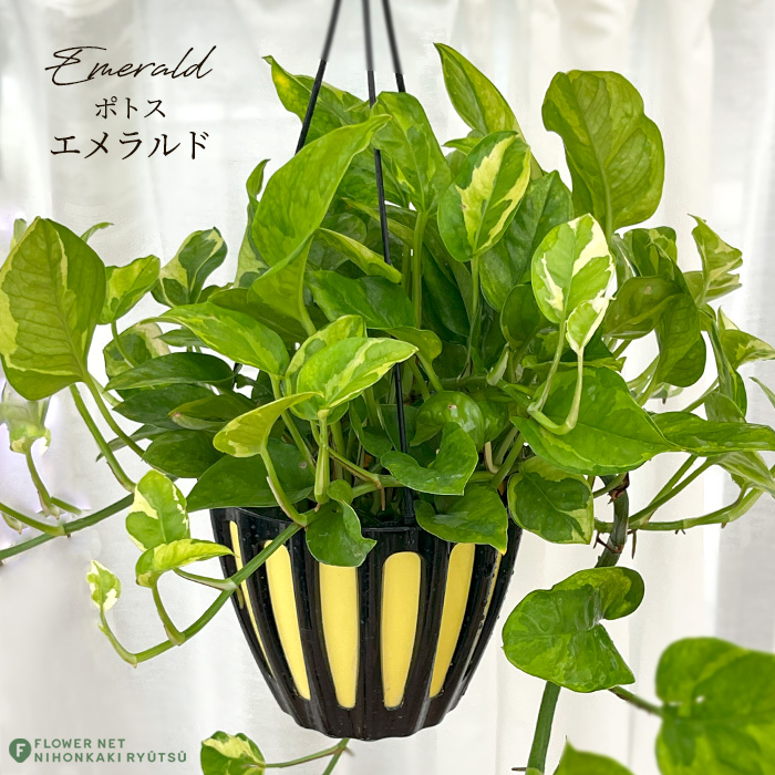 日本花キ流通 観葉植物 ポトス エメラルド 5号 吊り鉢 吊り下げ