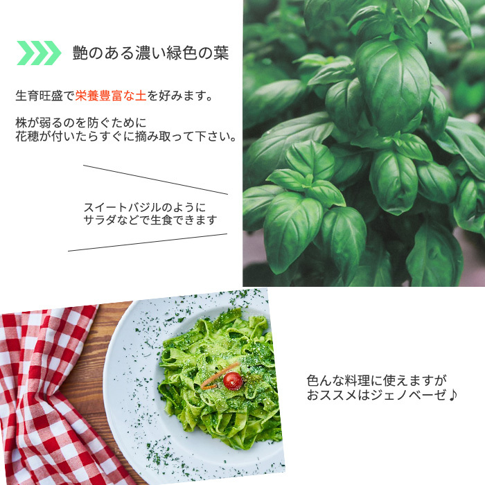 バジル エバーリーフ エメラルドタワーズ 9cmポット 苗 ハーブ 料理 ガーデニング スイートバジル Herb Z フラワーネット日本花キ流通 通販 Yahoo ショッピング