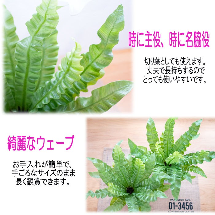 新作通販 エメラルドウェーブ 観葉植物 クリスピーウェーブ インテリア 4号鉢