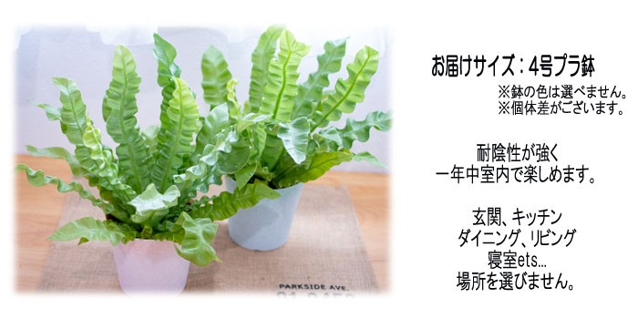新作通販 エメラルドウェーブ 観葉植物 クリスピーウェーブ インテリア 4号鉢