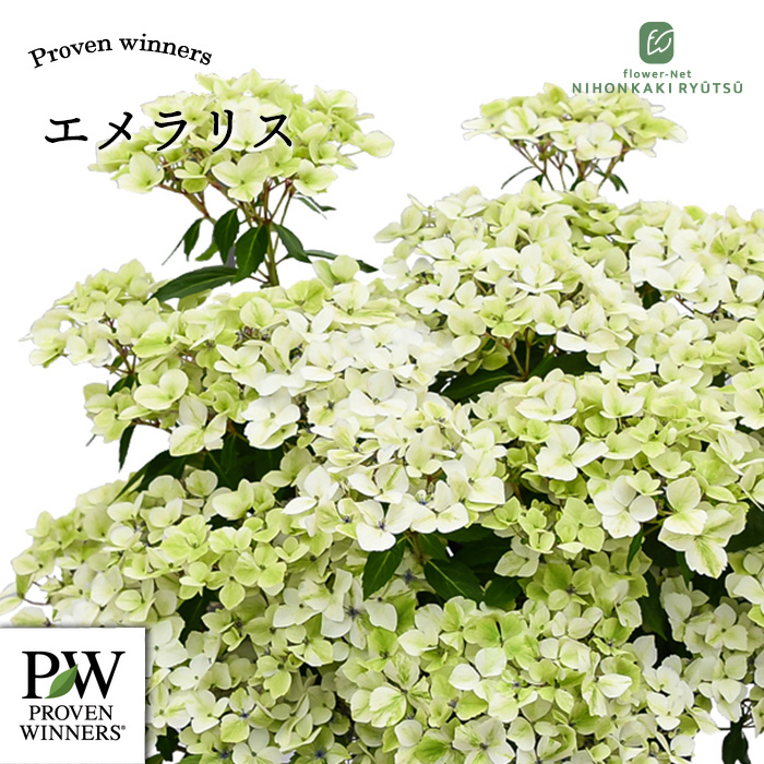 日本花キ流通 予約販売 アジサイ ラグランジア エメラリス 3.5号鉢