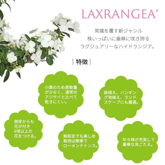 日本花キ流通 【まもなく締め切り】 予約販売 アジサイ ラグランジア