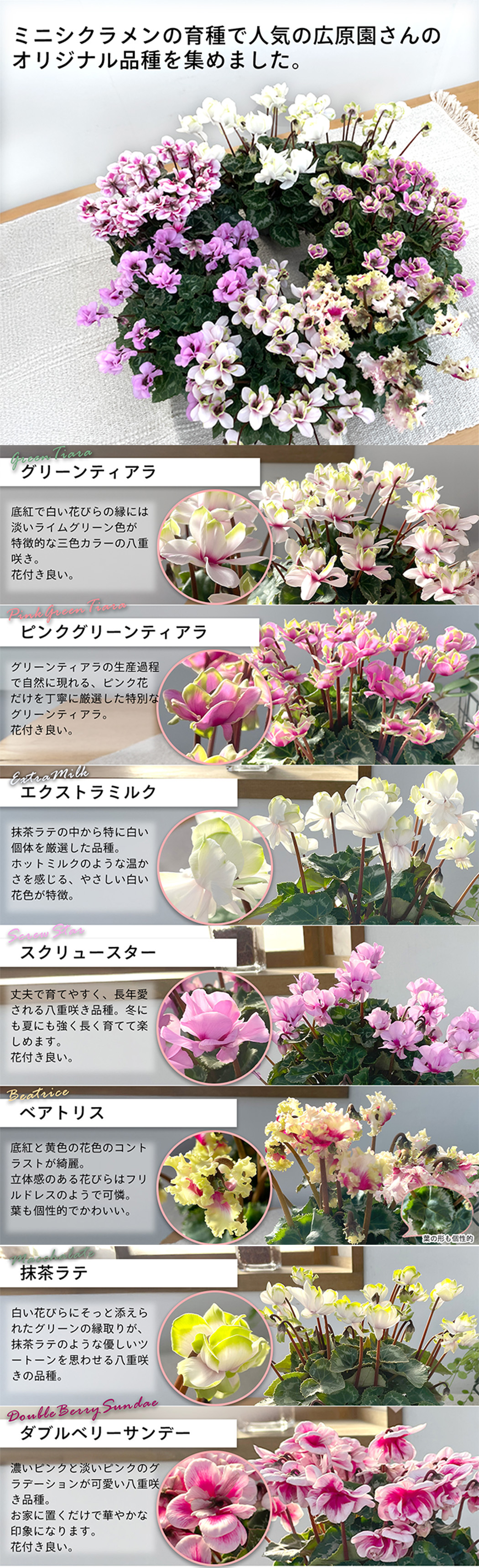 選べるミニシクラメン 苗 広原園オリジナル 9cmポット 八重咲き