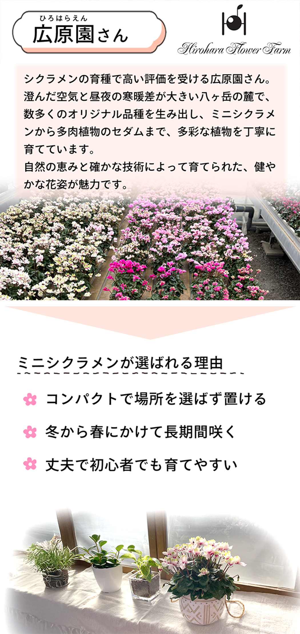 選べるミニシクラメン 苗 広原園オリジナル 9cmポット 八重咲き 選べるミニシクラメン 苗 広原園オリジナル 9cmポット 八重咲き