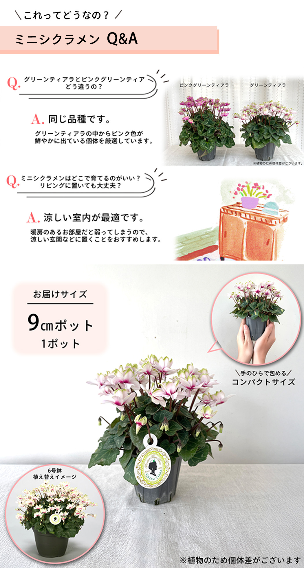 選べるミニシクラメン 苗 広原園オリジナル 9cmポット 八重咲き