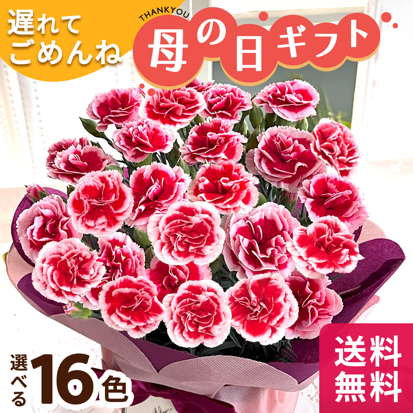 ＼遅れてごめんね／ 母の日 プレゼント 選べる カーネーション 16色 5号鉢 コーヒー 花とセット 送料無料 母の日ギフト 花 鉢植え ネット限定