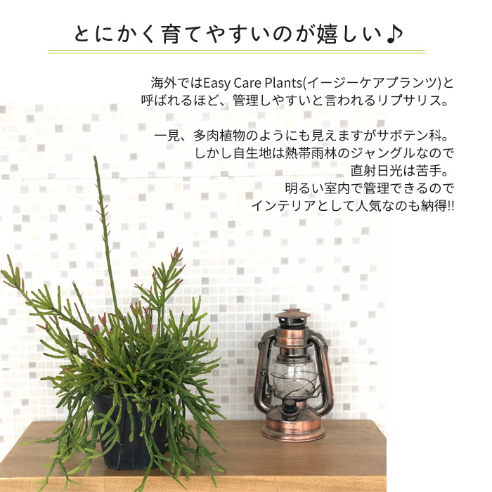 観葉植物 リプサリス エワルディアナ 4号 吊り鉢 吊り下げ ハンギング 送料無料 観葉植物 室内 贈り物 プレゼント インテリア おしゃれ :  z230327102 : フラワーネット日本花キ流通 - 通販 - Yahoo!ショッピング