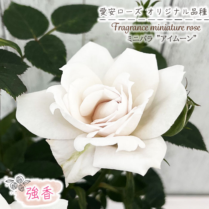 予約販売 ミニバラ アイムーン 3号ポット バラ 薔薇 バラ苗 苗 愛安ローズ オリジナル品種 ars 3月上旬以降発送 : z240524026 :  フラワーネット日本花キ流通 - 通販 - Yahoo!ショッピング