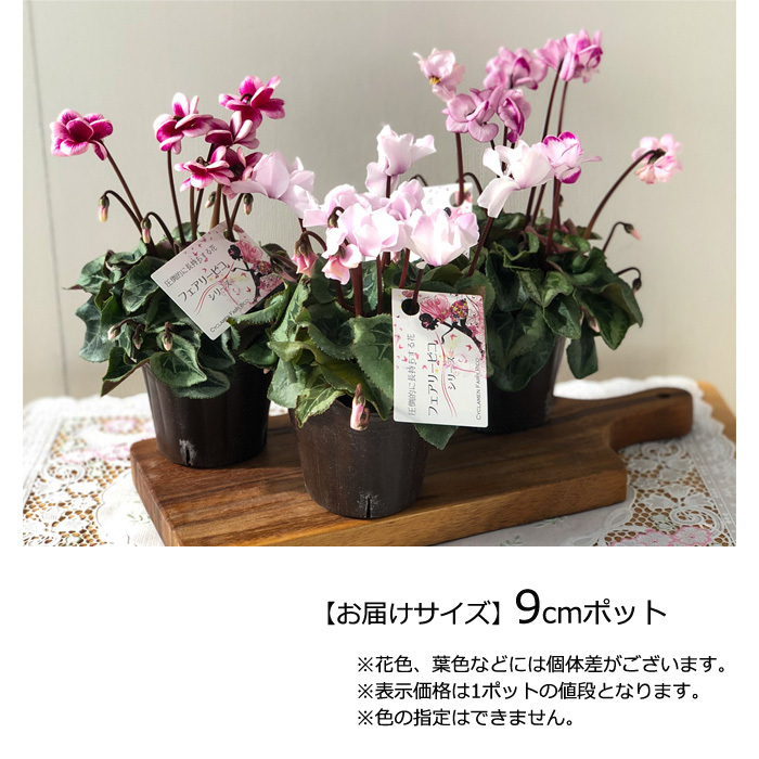 シクラメン　フェアリーピコ　３寸ポット苗 専用です。 シクラメン フェアリーピコ 3寸ポット苗 専用です。 シクラメン