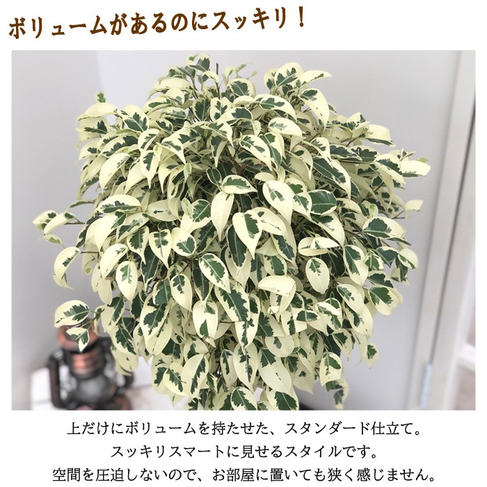 日本花キ流通 観葉植物 ベンジャミン スターライト 7号鉢 ベンジャミナ