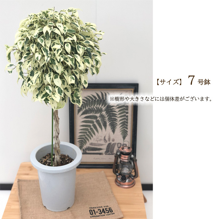 日本花キ流通 観葉植物 ベンジャミン スターライト 7号鉢 ベンジャミナ