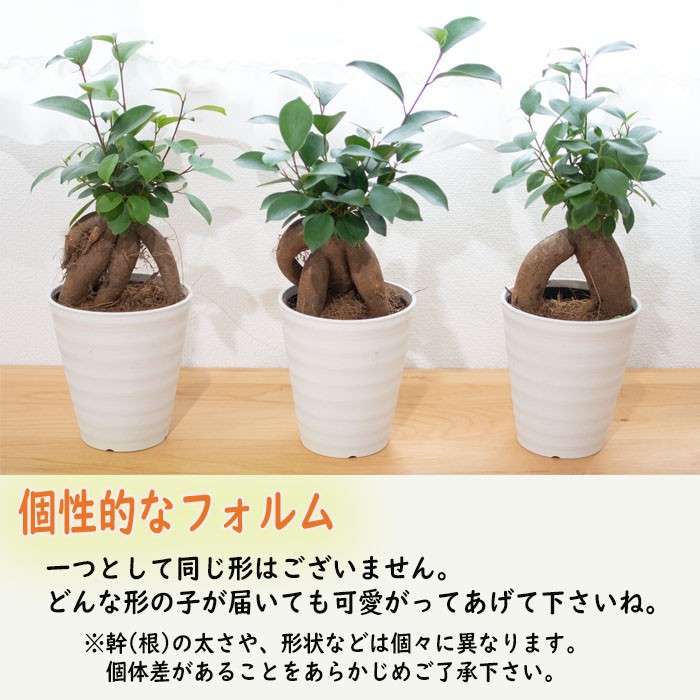 直輸入品激安 ガジュマル 4号鉢 観葉植物 インテリア 幸せを運んでくれる樹