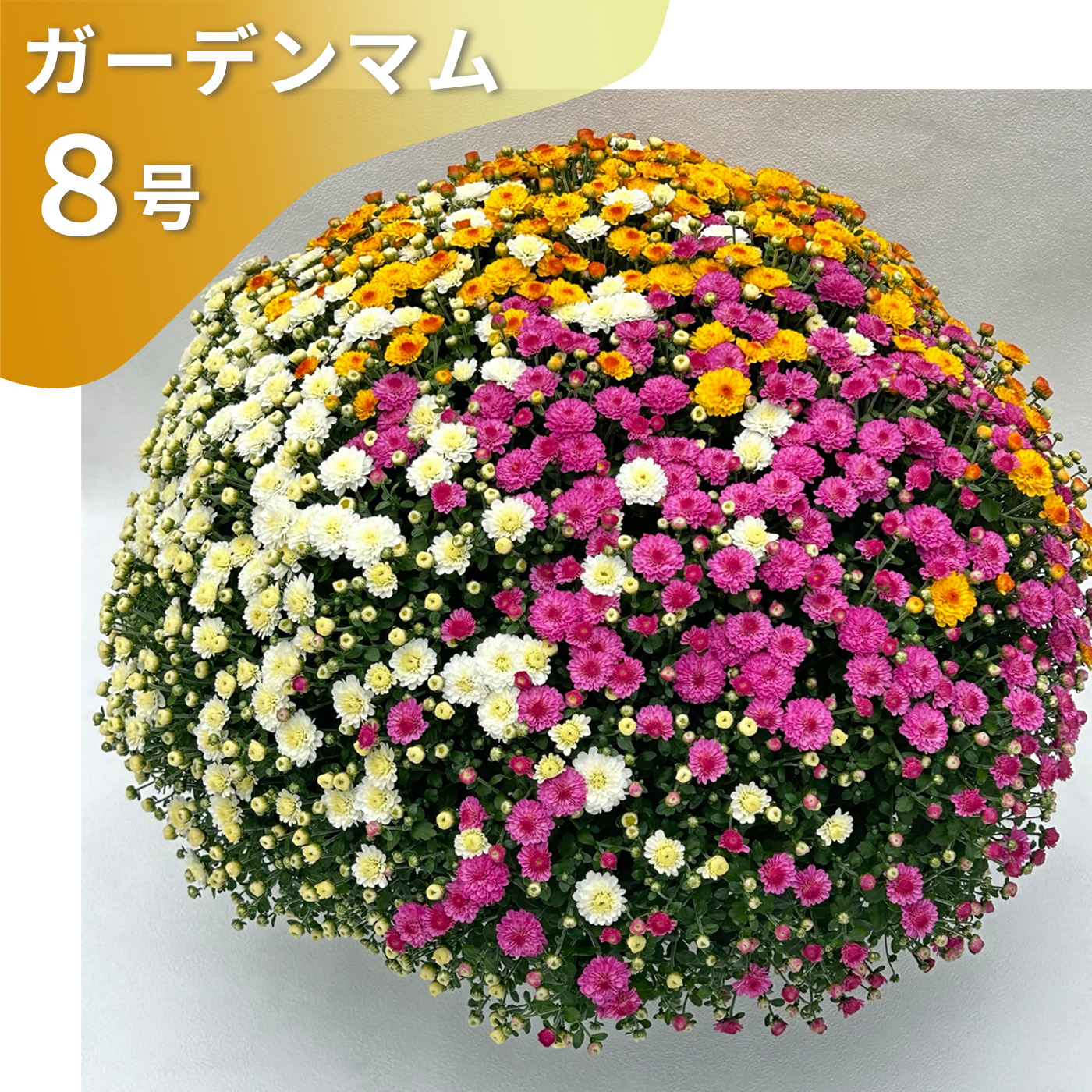 日本花キ流通 予約販売 ガーデンマム 8号鉢 送料無料 菊 マム ギフト