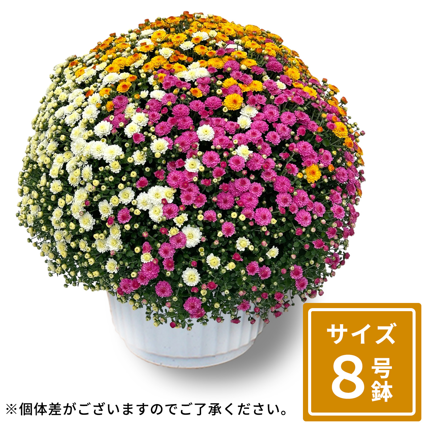 日本花キ流通 予約販売 ガーデンマム 8号鉢 送料無料 菊 マム ギフト