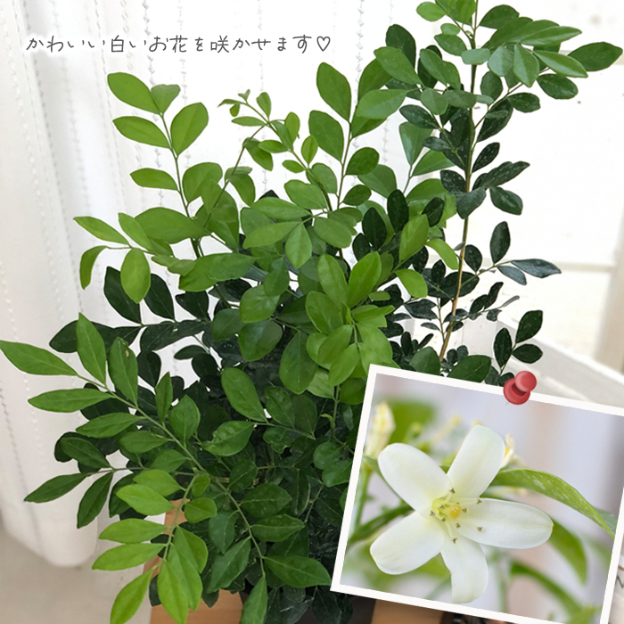 日本花キ流通 観葉植物 ゲッキツ 6号鉢 月橘 オレンジジャスミン