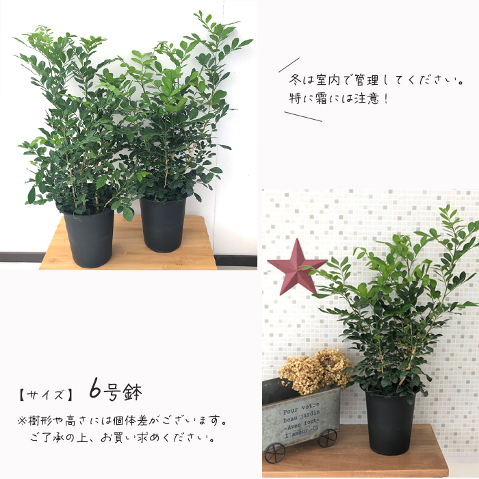 日本花キ流通 観葉植物 ゲッキツ 6号鉢 月橘 オレンジジャスミン