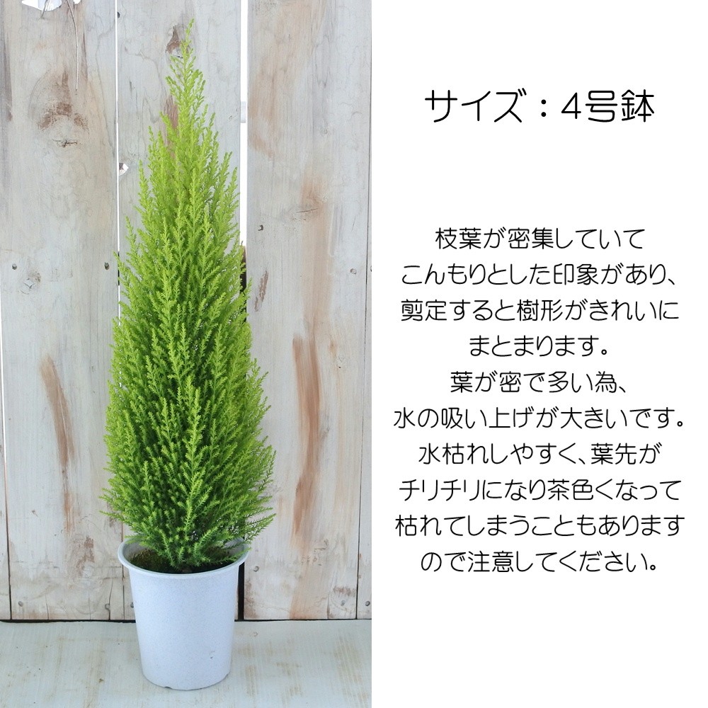 コニファー ゴールドクレスト ウィルマ 4号鉢 観葉植物 ガーデニング Z 601 002 フラワーネット日本花キ流通 通販 Yahoo ショッピング