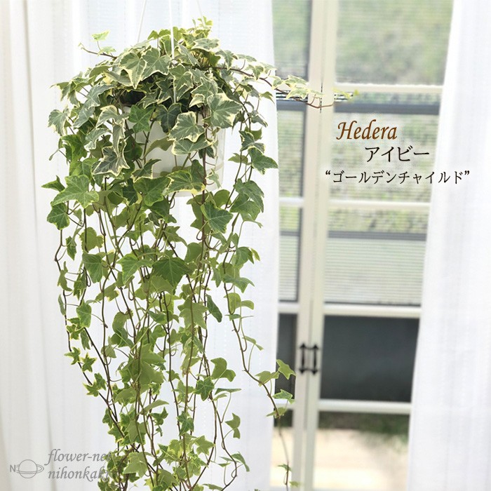 日本花キ流通 観葉植物 アイビー ゴールデンチャイルド 5号 吊り