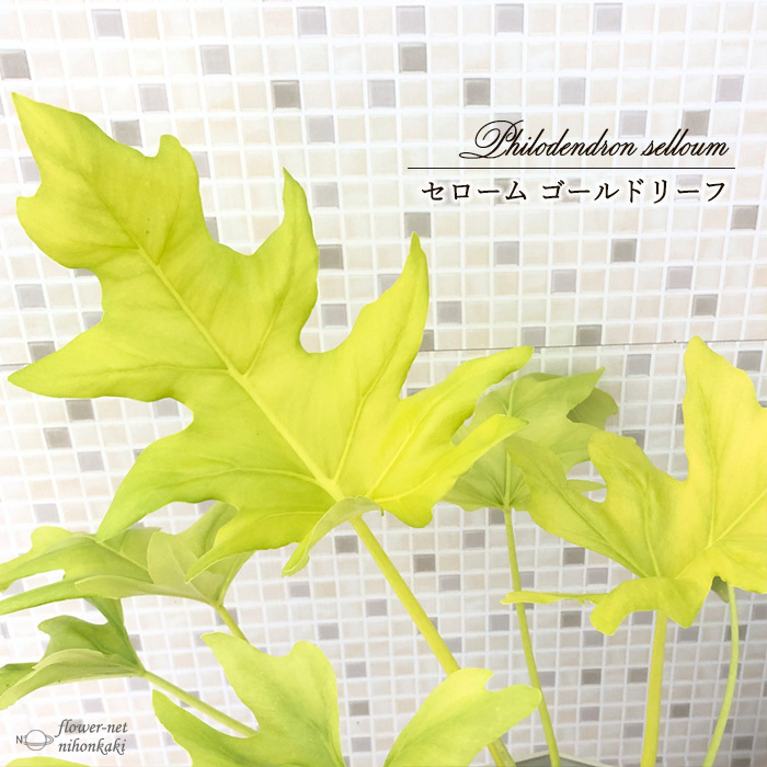 日本花キ流通 観葉植物 フィロデンドロン セローム ゴールド