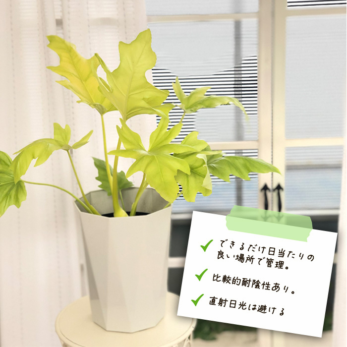 日本花キ流通 観葉植物 フィロデンドロン セローム ゴールド