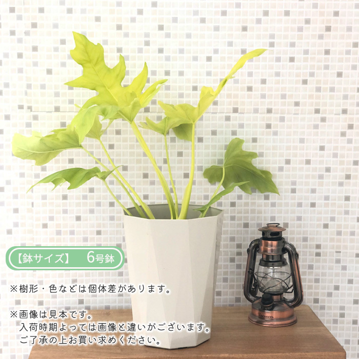 フィロデンドロン　セローム　ゴールドリーフ【現品】観葉植物　室内 フィロデンドロン セローム ゴールドリーフ GY - TRANSHIP
