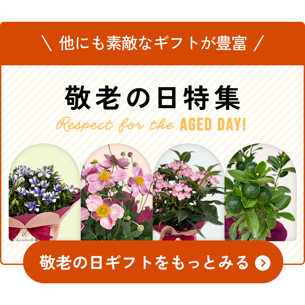母の日のカーネーションをもっと見つける