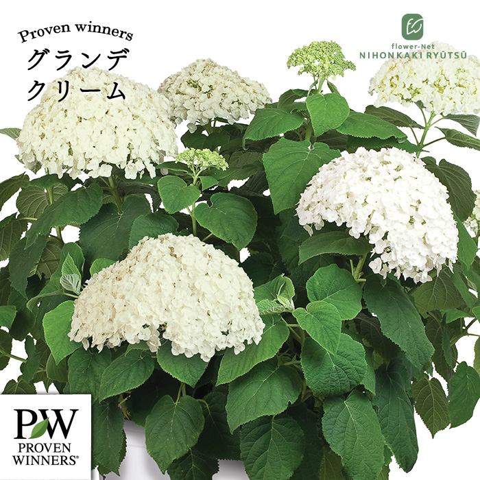日本花キ流通 予約販売 アジサイ アナベル グランデ クリーム 11cm