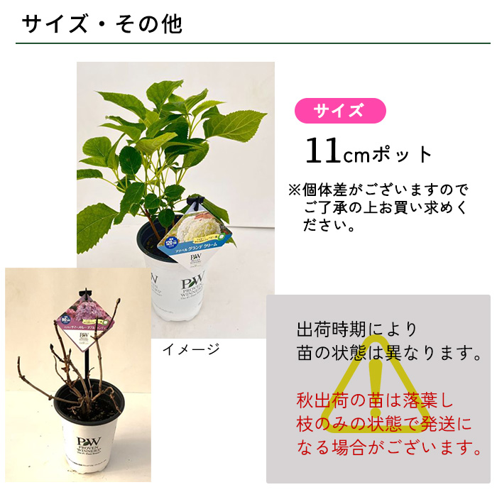 アジサイ　抜き苗　第４種発送 アジサイ 抜き苗 第4種発送 アジサイ 抜き苗 第4種発送 - メルカリ