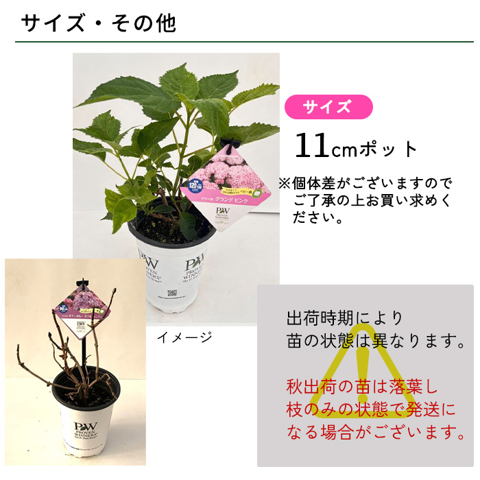日本花キ流通 予約販売 アジサイ アナベル グランデ ピンク 11cmポット