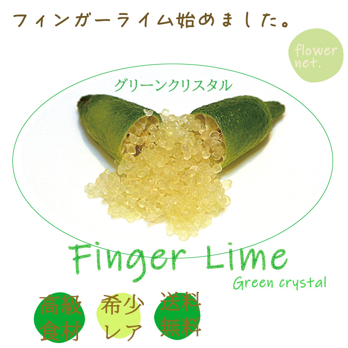 フィンガーライム グリーンクリスタル 5号鉢 苗木 果樹苗 送料無料
