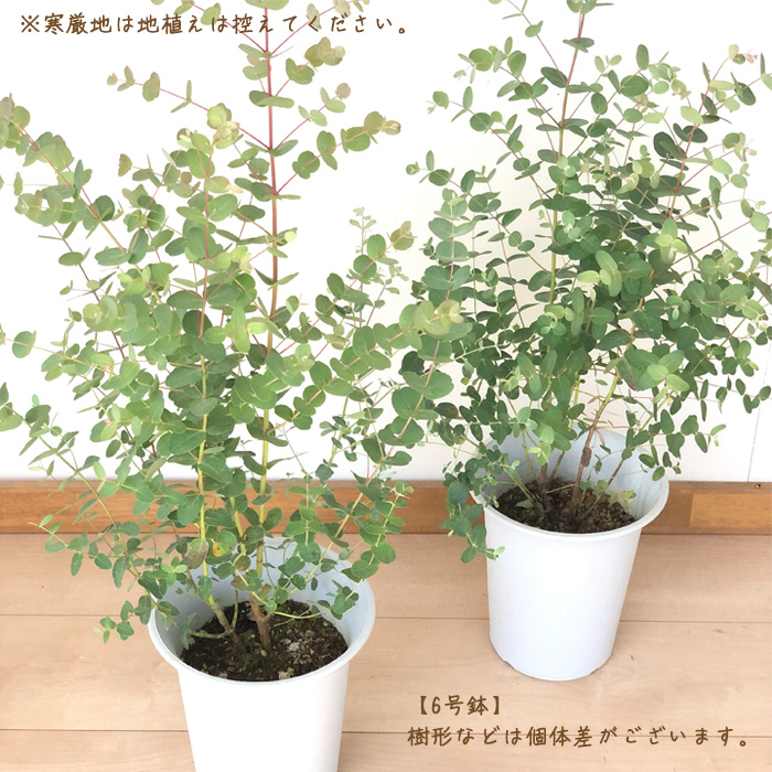 ppp　現物「ユーカリ・グニー」６号　＆　白花マンサク ユーカリ グニーユーカリ 5号~6号(1ポット) | チャーム