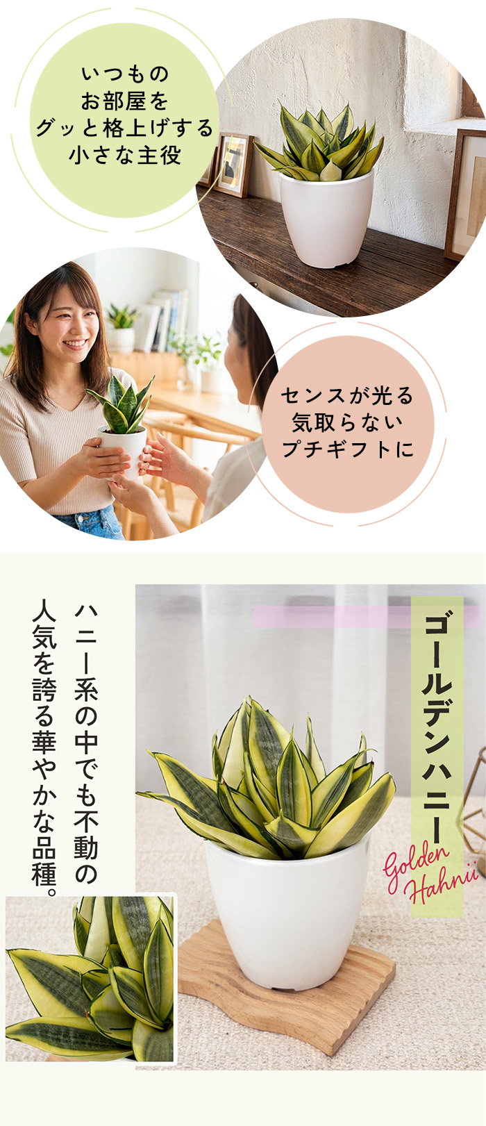 日本花キ流通 観葉植物 cot 選べる サンスベリア ハニー 7品種 3.5号鉢