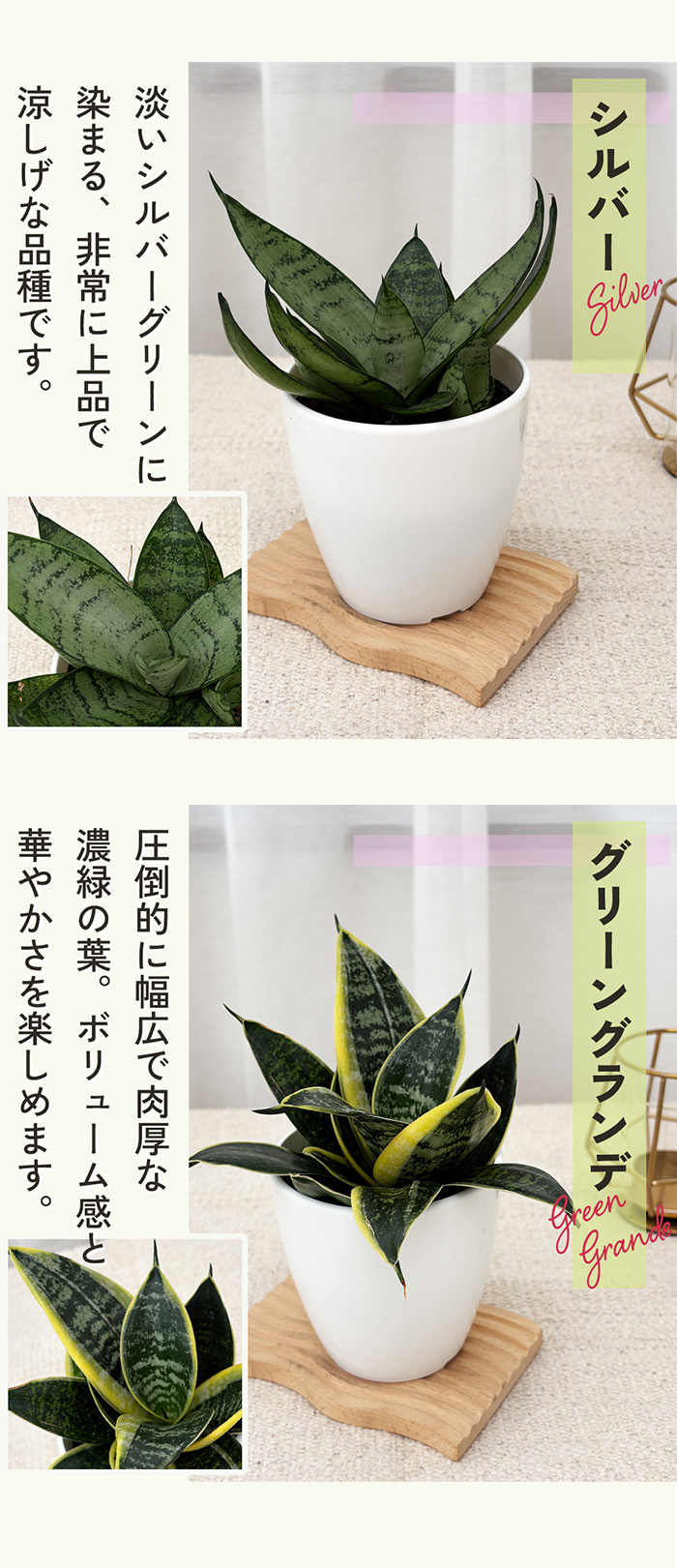 日本花キ流通 観葉植物 cot 選べる サンスベリア ハニー 7品種 3.5号鉢