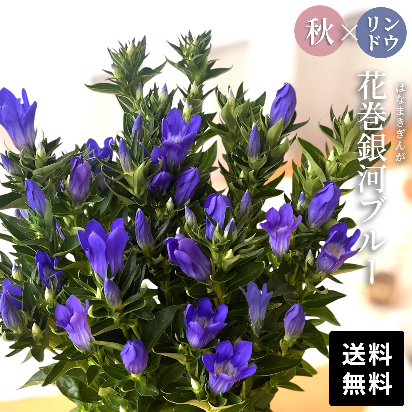 予約販売 リンドウ 花巻銀河ブルー 5号鉢 送料無料 花巻ブルー