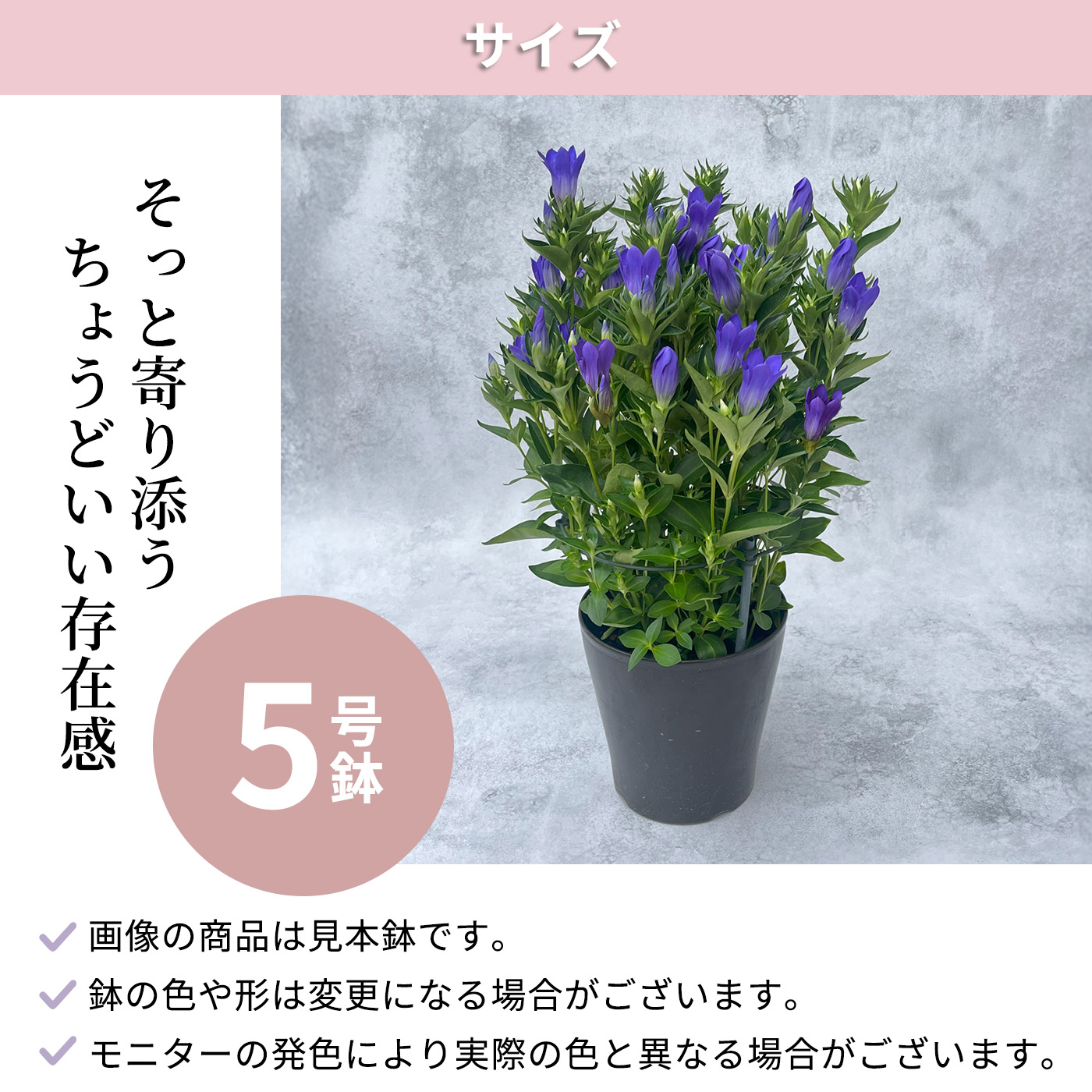 予約販売 リンドウ 花巻銀河ブルー 5号鉢 送料無料 花巻ブルー