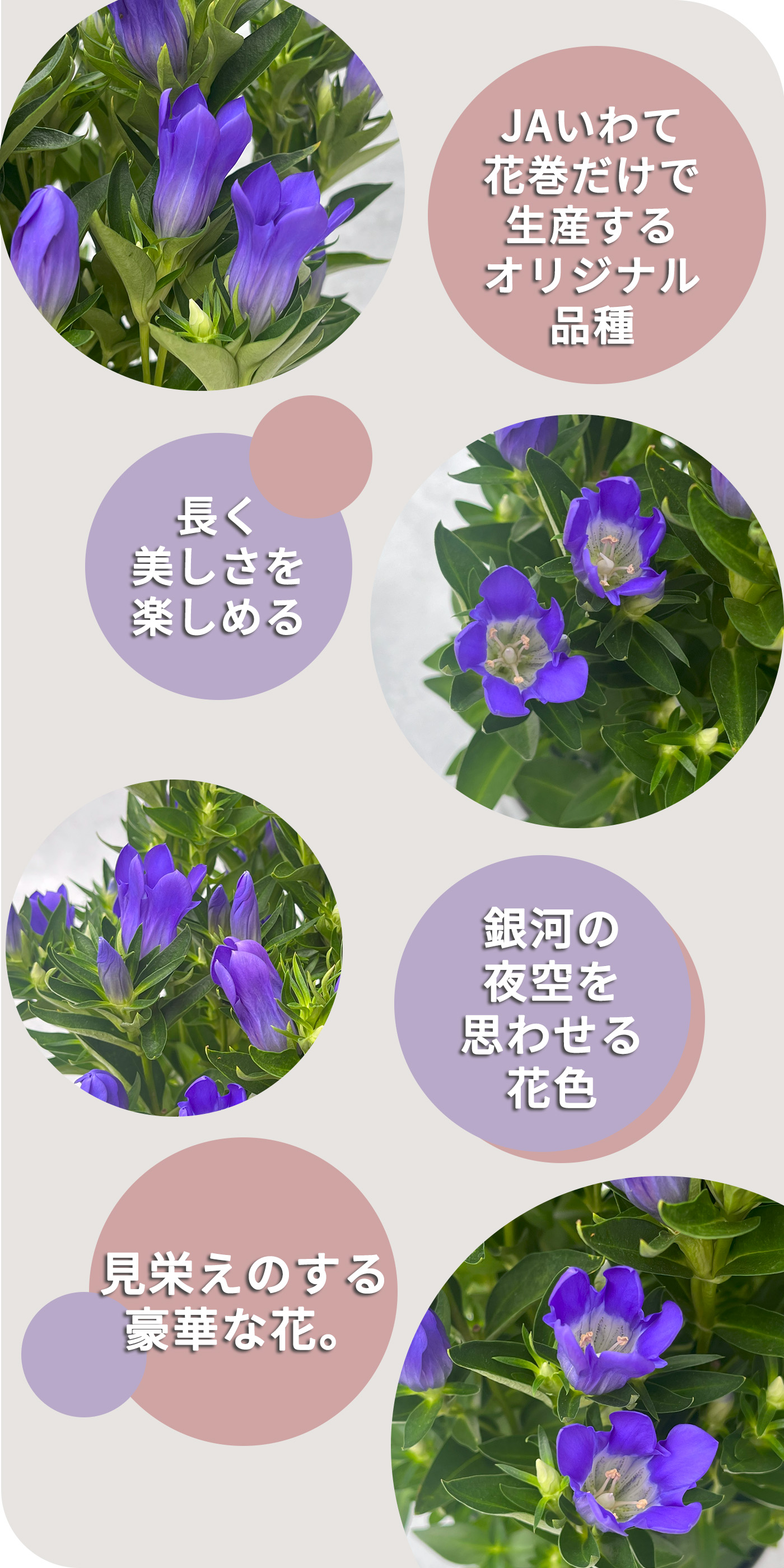 予約販売 リンドウ 花巻銀河ブルー 5号鉢 送料無料 花巻ブルー