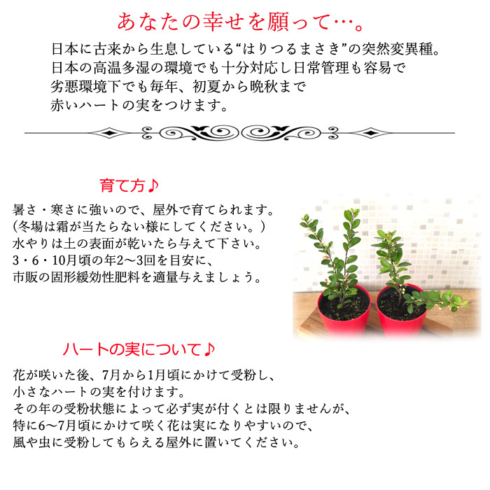 日本花キ流通 ハートが実る木 3号鉢 登録品種 ハートの実 ハリ