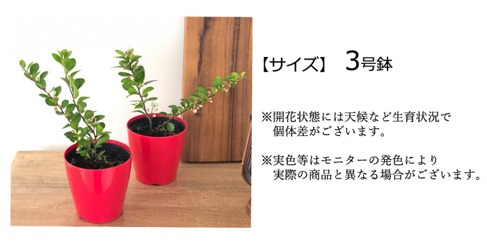 日本花キ流通 ハートが実る木 3号鉢 登録品種 ハートの実 ハリ