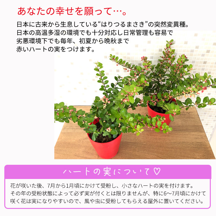 日本花キ流通 ハートが実る木 4号鉢 登録品種 ハートの実 ハリ